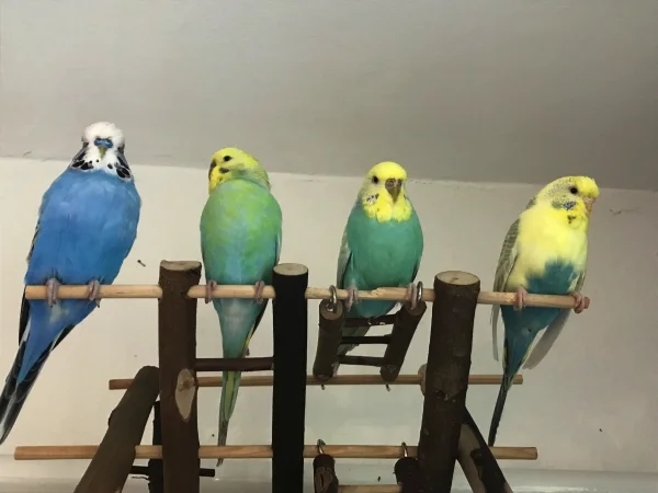 Wellensittich-Bild: Hier oben sind wir sicher, während das Bodenpersonal an unserem Käfig herumarbeitet.