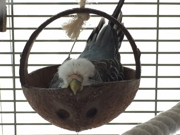 Wellensittich-Bild: Die Woche war so anstrengend - sonntags muss ausgiebig gechillt werden und das geht am besten in der Kokosschaukel. 