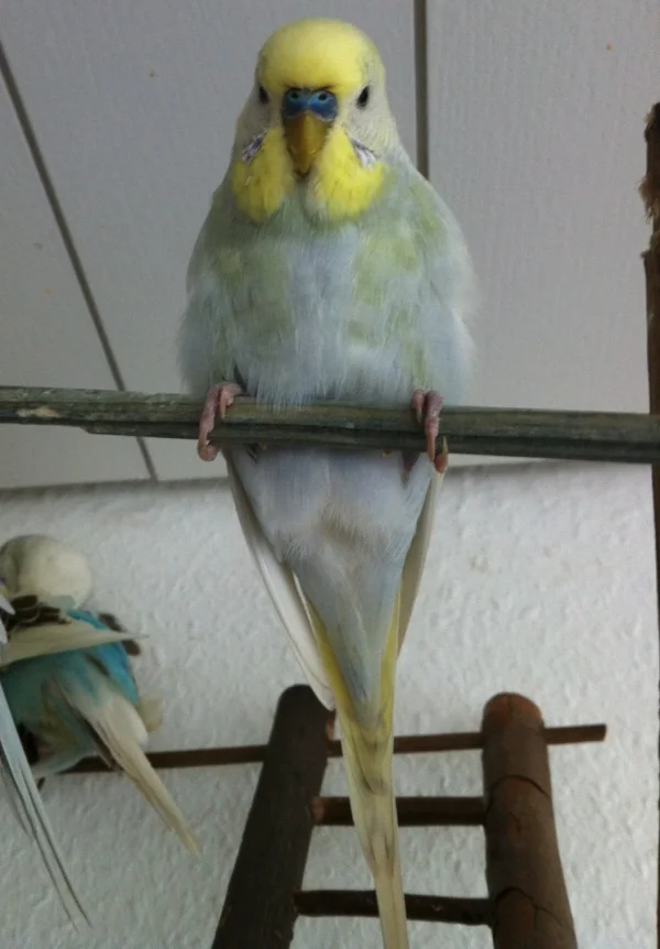 Wellensittich-Bild: Filou in der Jugendendmauser. Er \