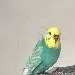Chica