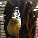 Fiebi chillt im Weidenring