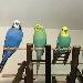 Finn, Federico, Chica und Fiebi