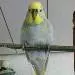 Filou