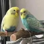 Fiebi und Chica: kleine Pause nach dem Abendessen