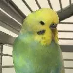Federico