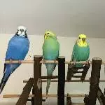Finn, Federico, Chica und Fiebi