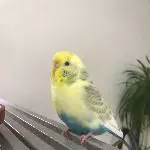 Fiebi frisch gebadet und gerade wieder trocken