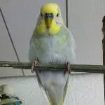 Filou in der Jugendmauser