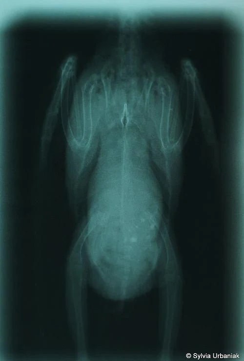 Röntgenbild eines Wellensittichs mit Leberschwellung