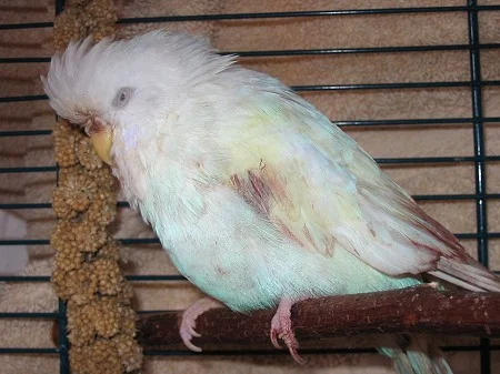 weißer Welli mit Blut am Flügel