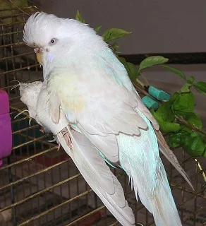 Henne mit Bandage um Flügel