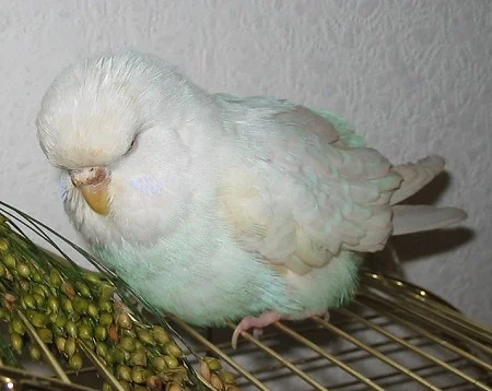 weißer Welli mit Bauchdeckenbruch