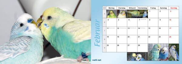 Wellensittichkalender 2013 Februar