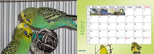 Wellensittichkalender 2013 März