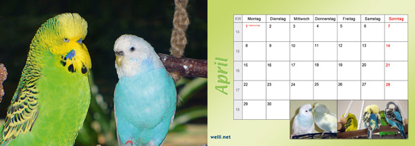 Wellensittichkalender 2013 April