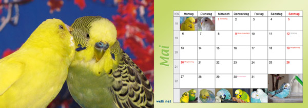 Wellensittichkalender 2013 Mai