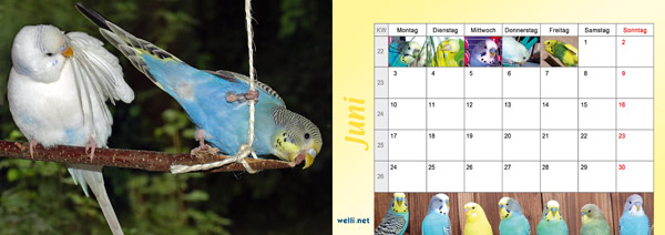 Wellensittichkalender 2013 Juni