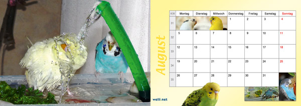 Wellensittichkalender 2013 August