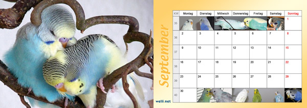 Wellensittichkalender 2013 September