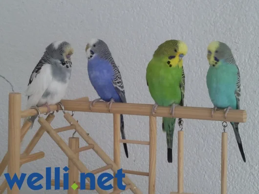 Der grauweisse lebt leider nicht mehr, aber Gerard (grün), Marie (blau) und Lumiere (türkis) machen viel Freude.