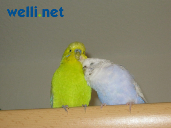 Meine Turteltauben Pauli (Hellgrün) und Pauline (Blau/Weiß)