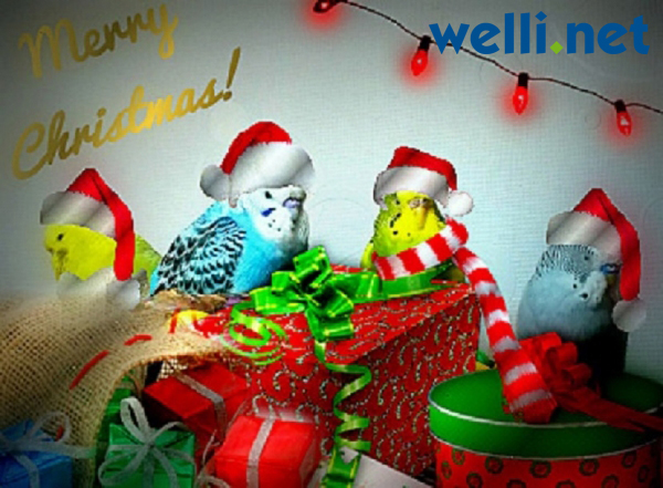 Die ganze Viererbande und wir wünschen allen eine schöne Weihnachtszeit! :)