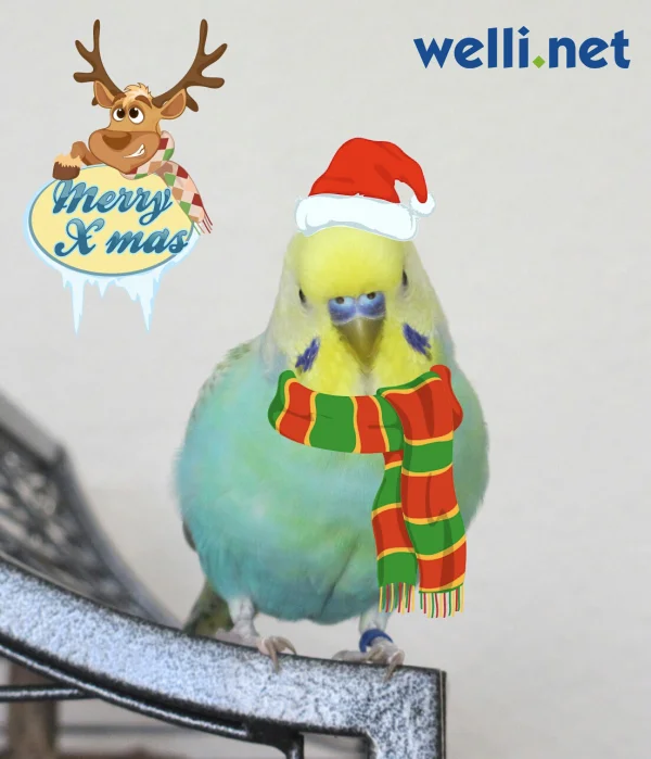 Bountys Weihnachts-Outfit