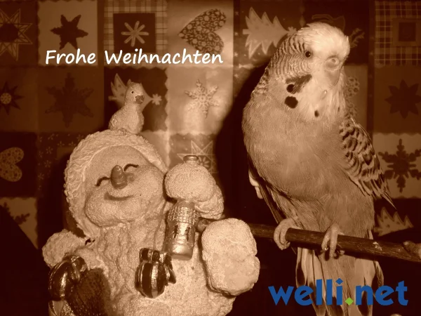 Ein vogeliges Weihnachtsfest, das wünschen wir euch und auch dem Rest. 