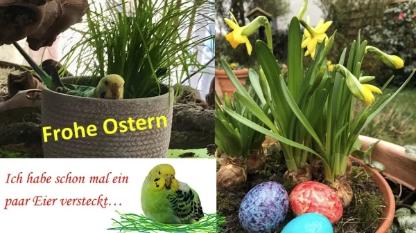 Als Assistentin vom Osterhasen grüßt unsere kleine Wühlmaus Prinzessin Leia, hier gut getarnt als grünes Plüschei.