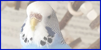 Wellensittich Bilder Februar 2023 - blaue Wellensittich-Henne im Profil