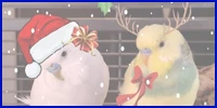 weihnachtliche Wellis mit Nikolausmütze und Geweih