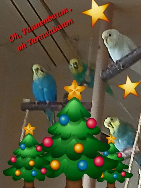 Wir werden umsorgt, geliebt, gehegt, gepflegt Und vieles mehr. Dafür wollen wir uns bei unseren Felos bedanken Und freuen uns darüber sehr. Tolle Flüge, Kunststückchen, Klamauk, Gebabbel und auch Tücken möchten wir euch schenken, damit ihr in eurem Leben was habt, an uns zu denken. Wir wünschen euch für dieses Feste, Viel Liebe, Gesundheit und nur das Beste. Eure Wellis