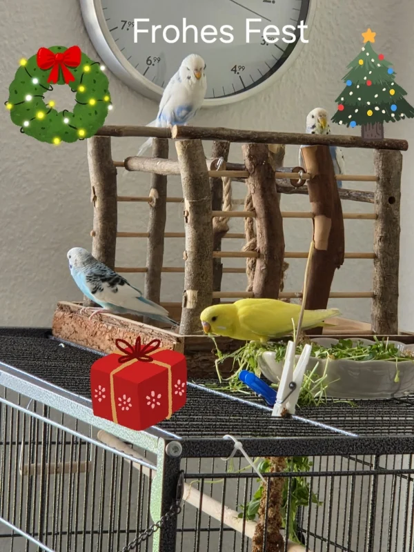 Liebes Welli.net Wir das sind Bubi Resi Liese und Zitrone und ihre Felo wünschen allen Wellis und Felos ein frohes besinnliches Weihnachtsfest und einen guten Rutsch ins neue Jahr.