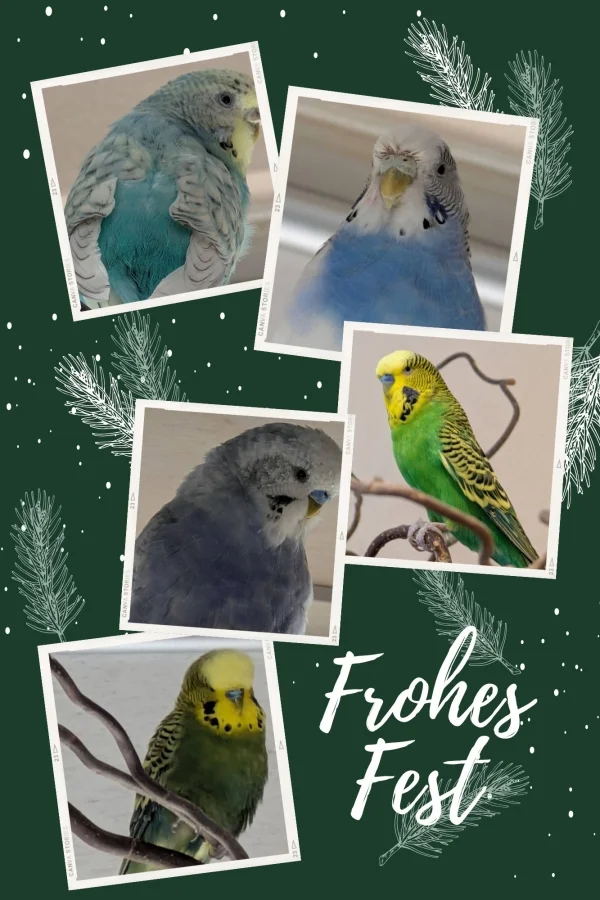Wir wünschen Euch allen ein tolles Weihnachtsfest. Liebe Grüße von Yvonne und ihren Rackern.
