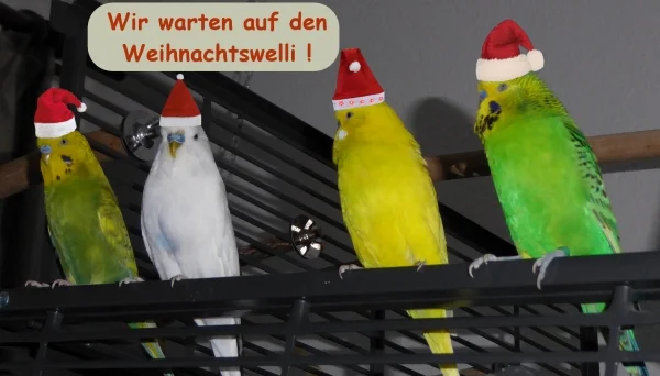 Die Börde-Wellis wünschen allen ein frohes und hirsereiches Weihnachtsfest!