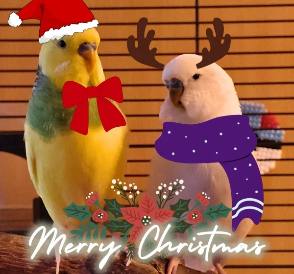 Die Krawalliere wünschen frohe Weihnachten und ganz viel Hirse unter dem Baum!
