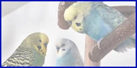 drei Wellis auf Vogelbaum
