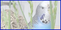 blaue Welli-Henne mit frischen Gräsern