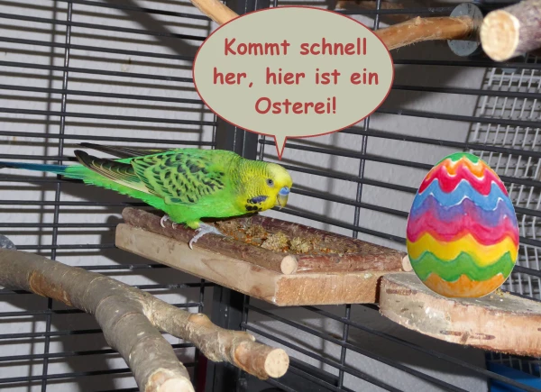 Fritzchen hat beim Hirse knuspern ein Osterei entdeckt