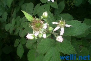 Brombeere - Rubus
