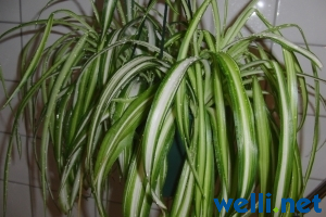 Grünlilie - Chlorophytum