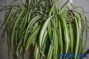 Grünlilie - Chlorophytum
