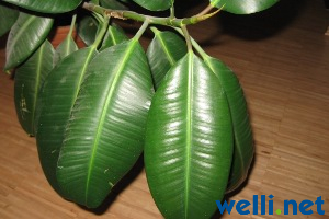 Gummibaum - Ficus elastica