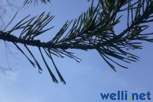 Kiefer - Pinus 