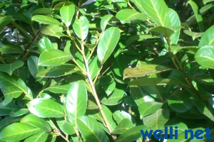 Kirschlorbeer - Prunus laurocerasus
