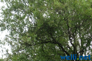 Korkenzieherweide - Salix matsudana Tortuosa