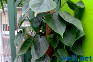 Philodendron - Philodendron
