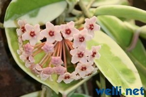 Porzellanblume (Wachsblume) - Hoya carnosa