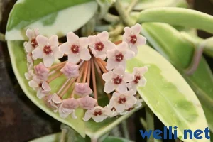 Porzellanblume (Wachsblume) - Hoya carnosa