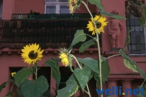 Sonnenblumen - Helianthus 